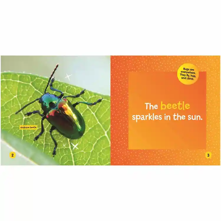 Little Kids First Board Book: Insects