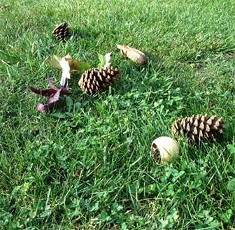 Pinecones and leaves on the grass