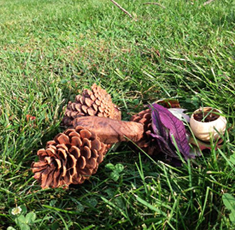 Leaves, seed pods & pinecones on green grass